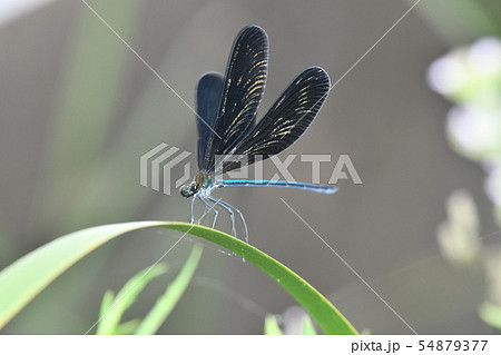 ハグロトンボ　横浜市　柏尾川 54879377
