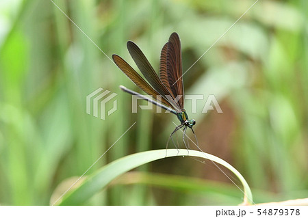 ハグロトンボ 横浜市柏尾川 ハグロトンボ 横浜市柏尾川 54879378