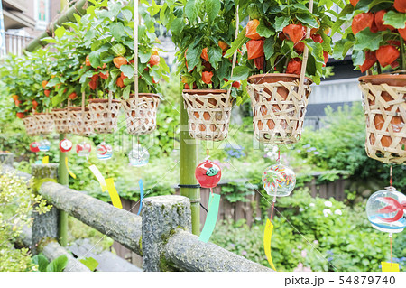 初夏のホオズキ 初夏のホオズキ 54879740