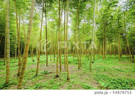 金明竹の森２ 54879753