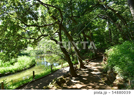 田園調布・宝来公園 54880039