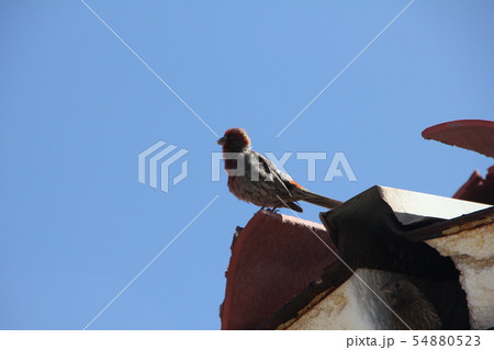 メキシコマシコ(メキシコ) メキシコマシコ(メキシコ) 54880523