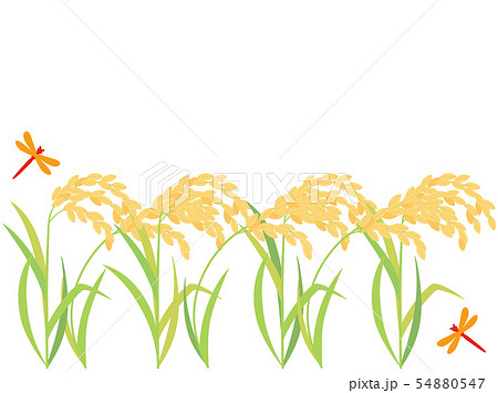 稲15　稲穂 54880547