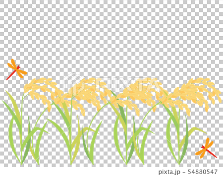 稲15　稲穂 54880547