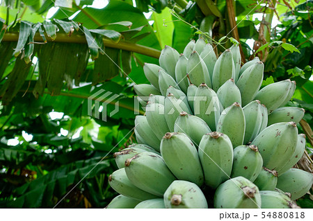 バナナ バナナ 54880818