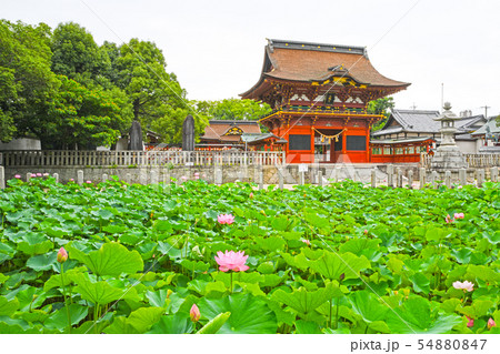 東照大権現伊賀八幡宮(愛知県岡崎市) 東照大権現伊賀八幡宮(愛知県岡崎市) 54880847