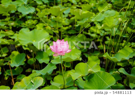 ハスの花 ハスの花 54881113