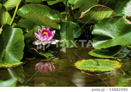 睡蓮の花 睡蓮の花 54882090