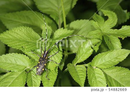 キボシカミキリ キボシカミキリ 54882669