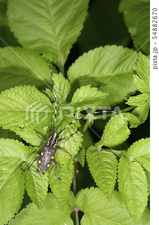 キボシカミキリ キボシカミキリ 54882670