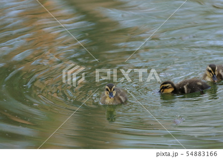 カルガモのヒナ 54883166