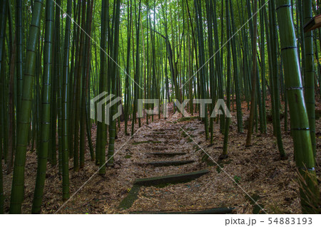 竹林の道 竹林の道 54883193