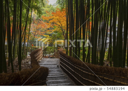 竹林の道 竹林の道 54883194