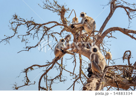 Gray langur monkey on the tree near Savitri Mata Gray langur monkey on the tree near Savitri Mata 54883334