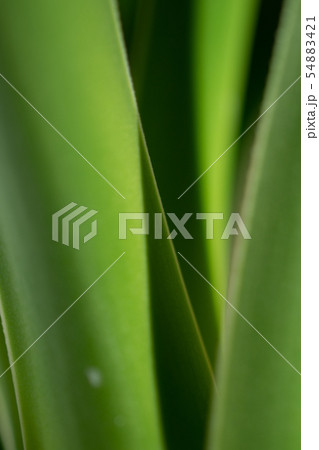 観葉植物 54883421