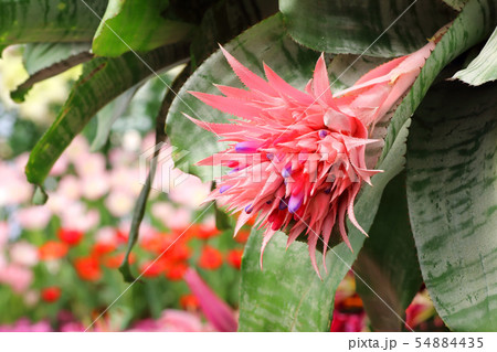 Pineapple pink flowers 54884435