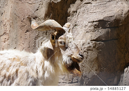 夢見ヶ崎動物公園のマーコール 野生のヤギの王様 の写真素材