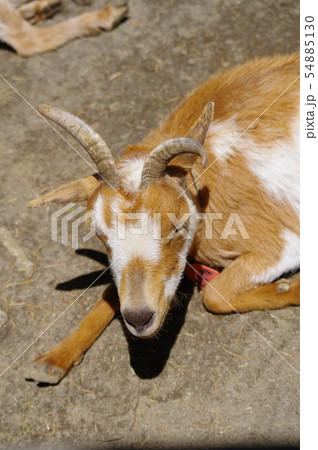 夢見ヶ崎動物公園のマーコール（野生のヤギの王様）	 54885130