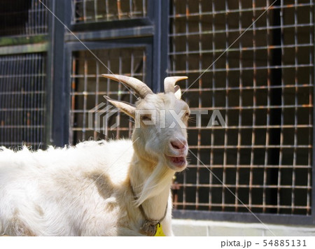 夢見ヶ崎動物公園のヤギ 夢見ヶ崎動物公園のヤギ 54885131
