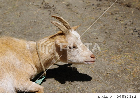 夢見ヶ崎動物公園のマーコール（野生のヤギの王様）	 54885132