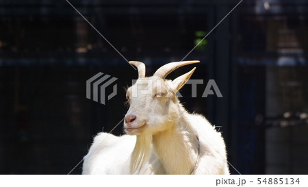 夢見ヶ崎動物公園のヤギ	 54885134
