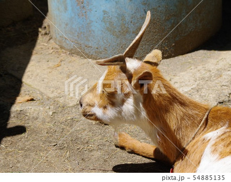 夢見ヶ崎動物公園のマーコール 野生のヤギの王様 の写真素材