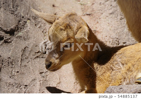 夢見ヶ崎動物公園のマーコール 野生のヤギの王様 の写真素材