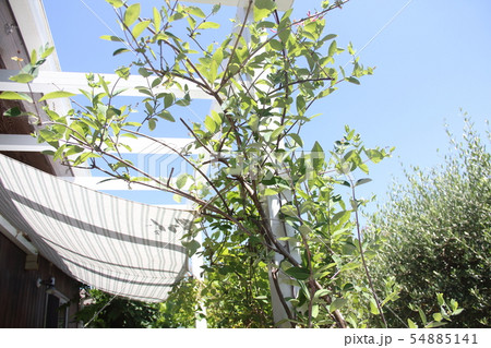 蔓植物が絡まるパーゴラと手作りの日除け 蔓植物が絡まるパーゴラと手作りの日除け 54885141