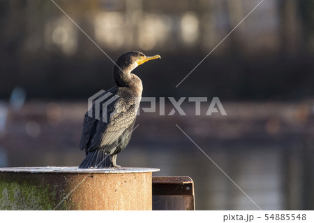 Double-crested Cormorant 54885548