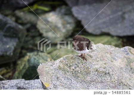 Black Turnstone Black Turnstone 54885561