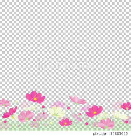 Colorful cosmos field Autumn cherry blossoms 54885625