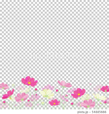 Colorful cosmos field Autumn cherry blossoms Colorful cosmos field Autumn cherry blossoms 54885666