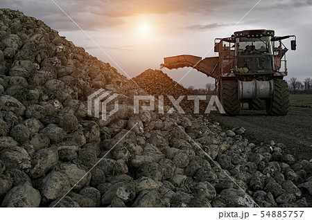 sugar beet harvesting 54885757