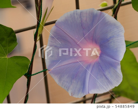 アサガオの花 54885849