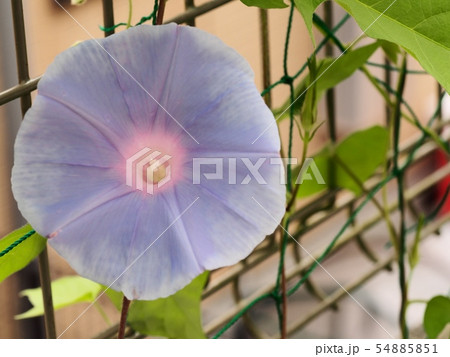 アサガオの花 54885851