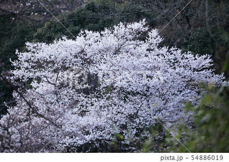 一庫ダムの桜 54886019