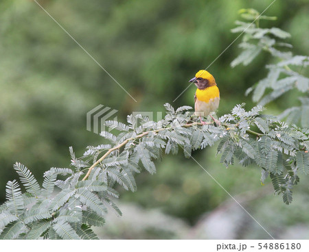 Baya weaver, Ploceus Philippinus, Ahmednagar Baya weaver, Ploceus Philippinus, Ahmednagar 54886180
