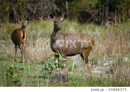 Sambar deer, Bandhavgarh, Madhya Pradesh, India 54886375