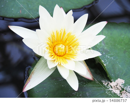 ホワイト・ディライト ホワイト・ディライト 54886737