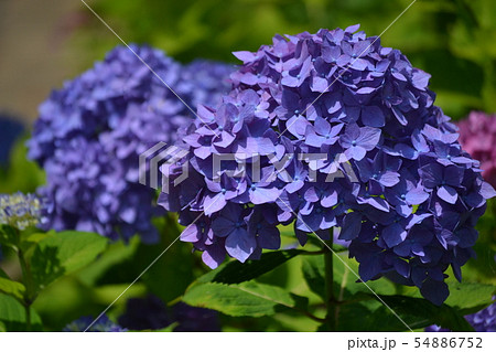 アジサイ アジサイ 54886752