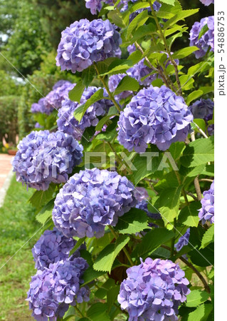 紫陽花 紫陽花 54886753