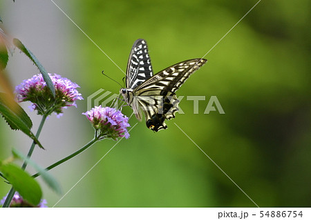 アゲハチョウ 54886754