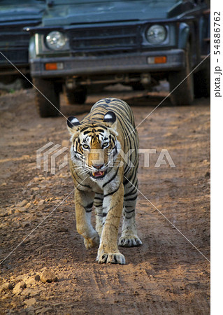 Bengal Tiger, Ranthambore, Rajasthan, India Bengal Tiger, Ranthambore, Rajasthan, India 54886762