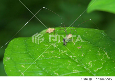 ザトウムシ 54887285