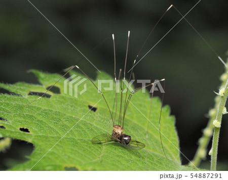 ザトウムシ 54887291