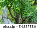 目白庭園のもみじ 54887530