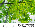 目白庭園のもみじ 54887535