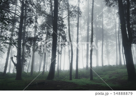 Forest Rain and fog On the Moutain  54888879