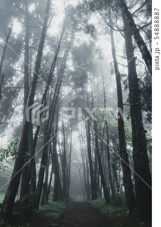 Forest Rain and fog On the Moutain Forest Rain and fog On the Moutain 54888887