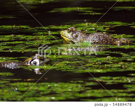 ウシガエル 54889478